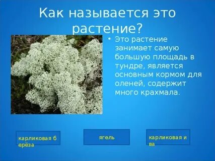 Какое растение является основной пищей для оленей