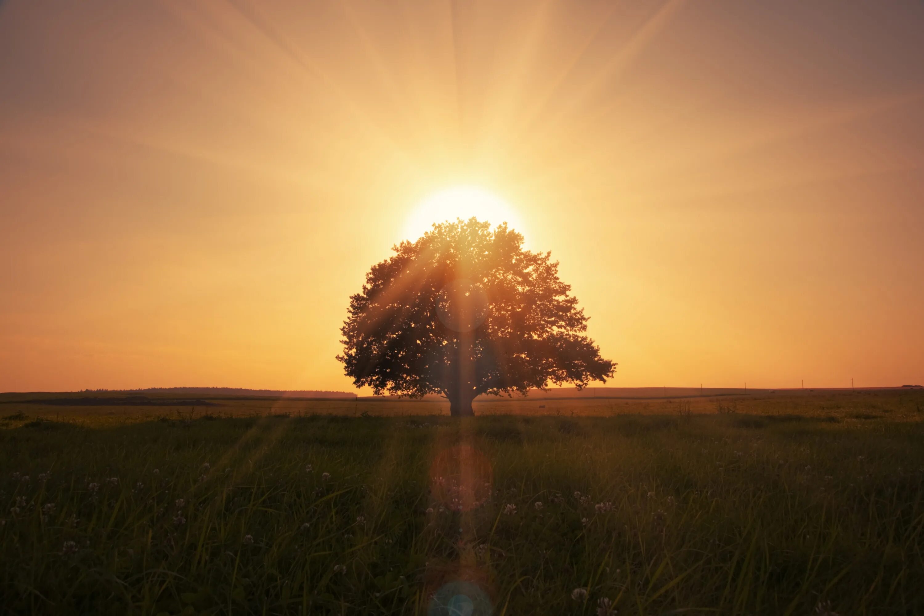 Рассвет солнца. Дерево на рассвете. Дерево солнце. Одинокое дерево.