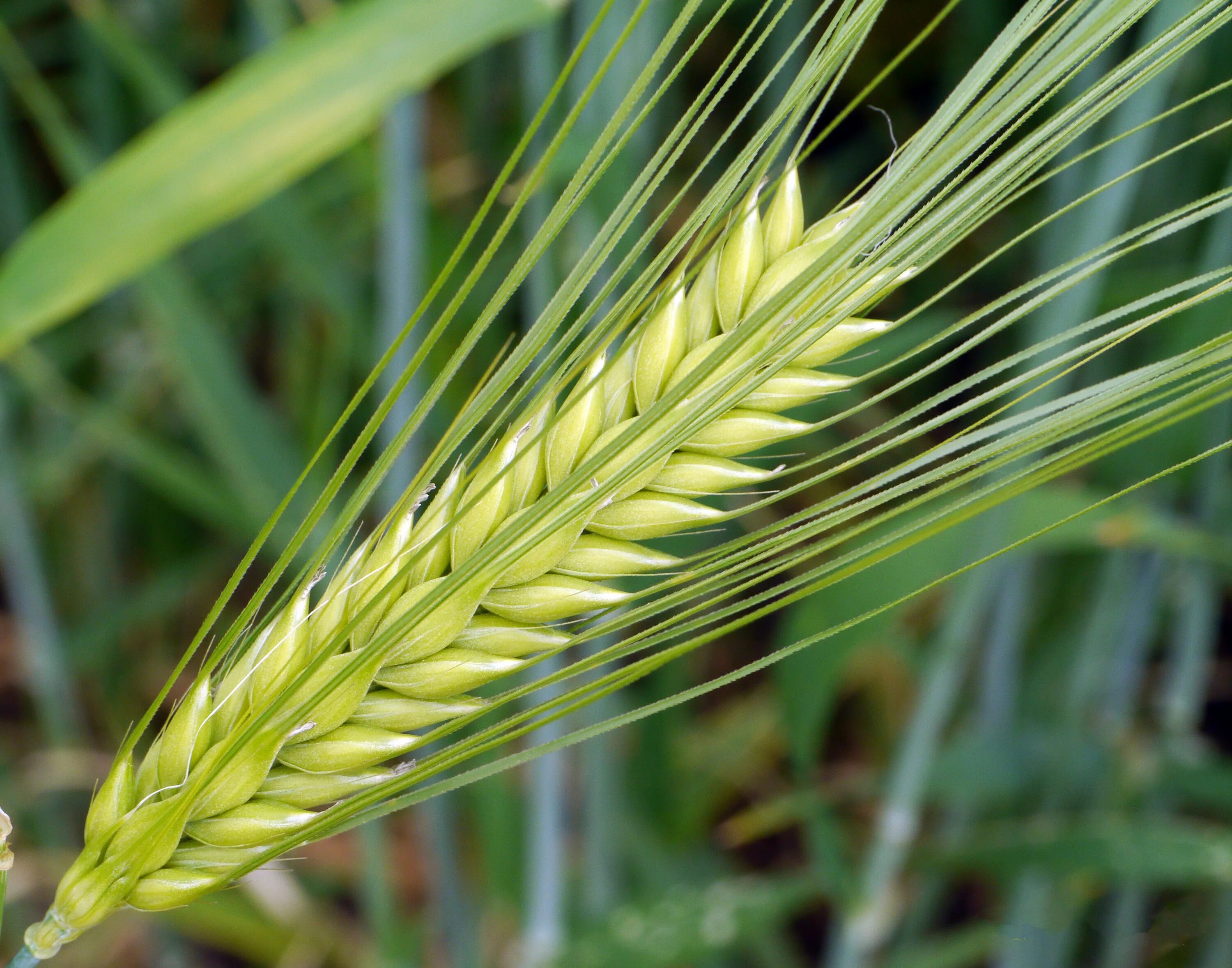 Ячмень (Hordeum l.). Ячмень Рожевица. Ячмень обыкновенный злаки. Колосья ячменя двурядный. Вырастет колос