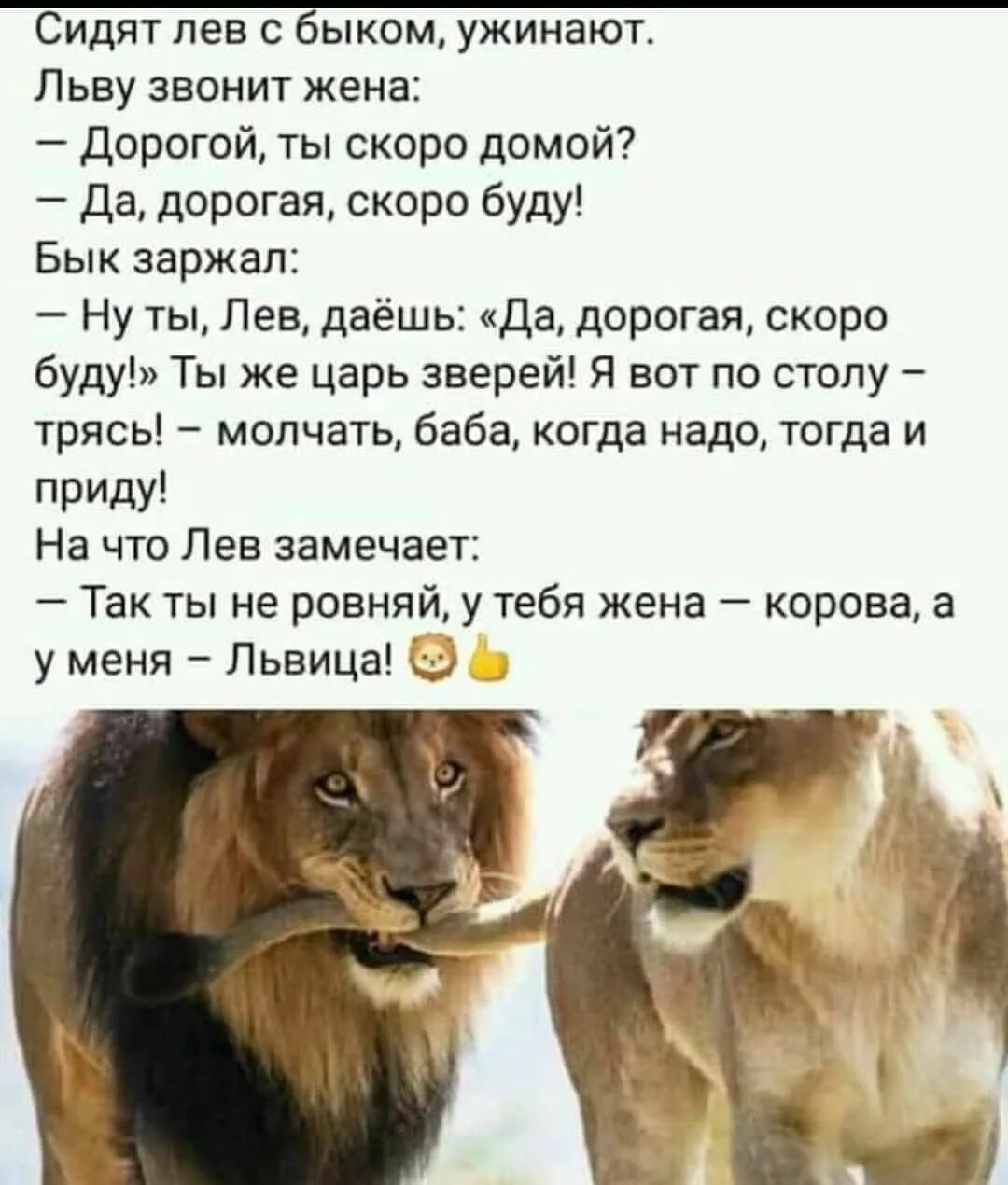 Кто насрет 4 тонны. Анекдот про Льва. Анекдоты про Львов. Лев и львица цитаты. Сидят Лев с быком ужинают льву звонит жена.