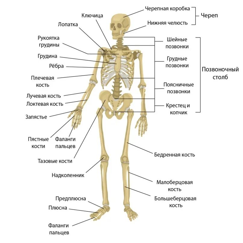 Опорно двигательная система скелет человека анатомия. Опорно двигательная система строение скелета. Анатомическое строение опорно двигательной системы человека. Система костей человека скелет.