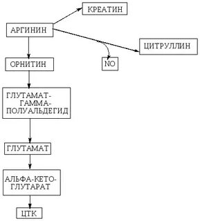 Особенности обмена и роль аргинина