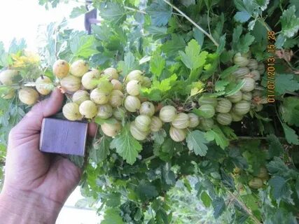 Крыжовник русский желтый описание отзывы садоводов урожайность