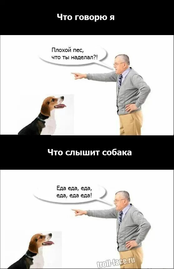 Равнодушие к животным. Собака чувствует человека. Собака друг человека цитаты. Человек хуже чем собака. Афоризмы о собаках.