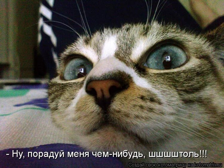 Юмор в картинках. Наверняка его обрадовало что я знаю. Кот с кружкой на голове. Мемы диб. Обрадуй меня.