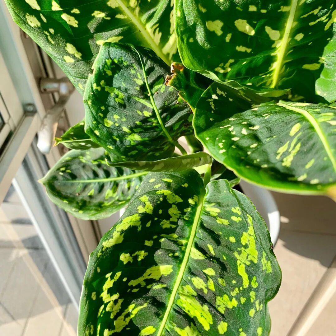 Диффенбахия рефлектор. Диффенбахия бархатная. dieffenbachia рефлектор. диффенбахия дифлектор.