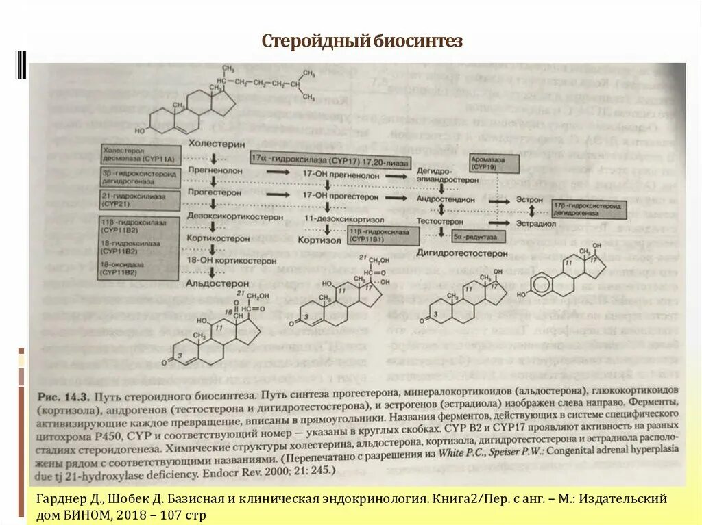 Номер биосинтеза. Биосинтез стероидных гормонов биохимия. Схема синтеза стероидных гормонов биохимия. Схема образования тестостерона. Этапы синтеза кортизола.