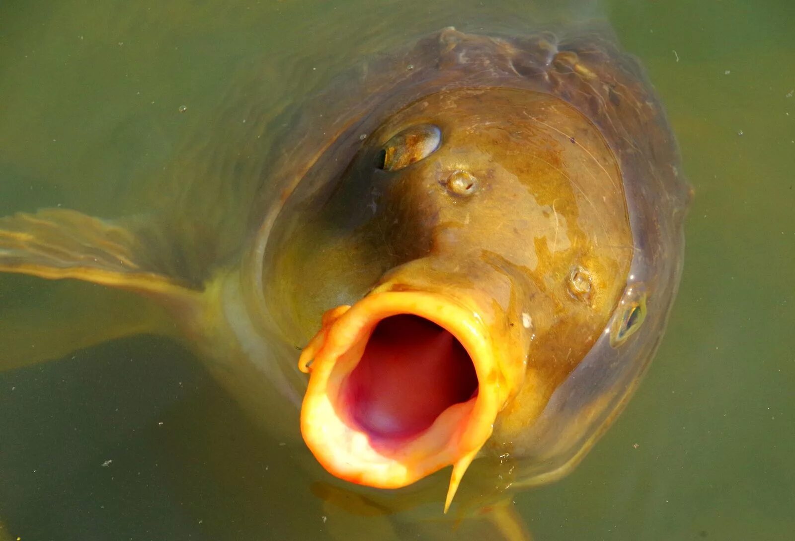 Карп. Рыба со ртом. Щука зубастая. Корюшка хищная рыба. Карп с открытым ртом.