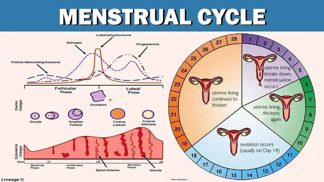 Остановиться цикл. Менстр.цикл маточный цикл. Фазы цикла менструационного цикла. Менструальный цикл интервал. Менструальный цикл схема.