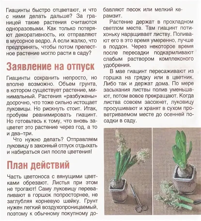 Что делать после того как отцвел тюльпан