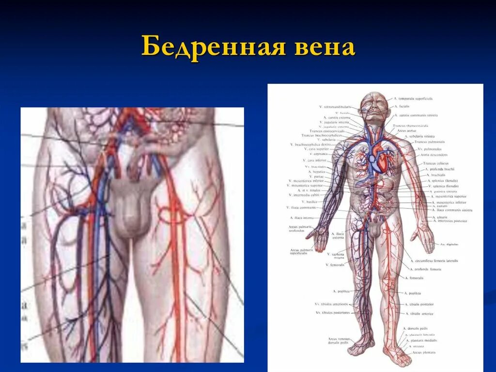 Внутренняя поверхность вены. Бедренная артерия и Вена анатомия. Притоки бедренной вены анатомия. Анатомия бедренной вены и артерии человека.