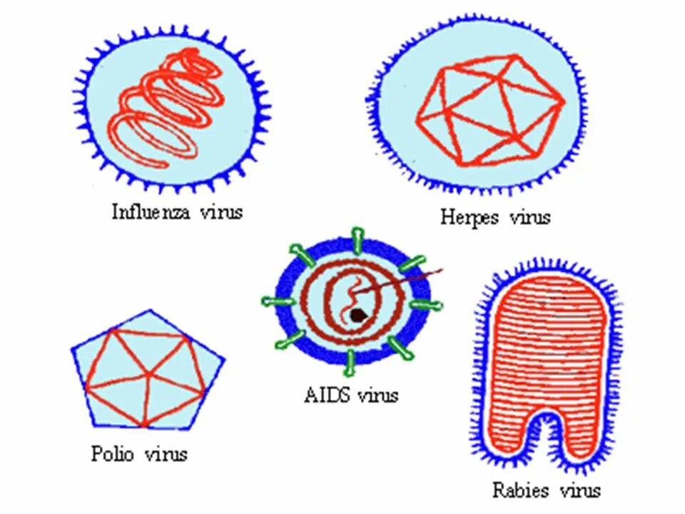 Art изучение вируса. Вирусы с математической. Рисунок полиовирус вирусология. Getting viruses