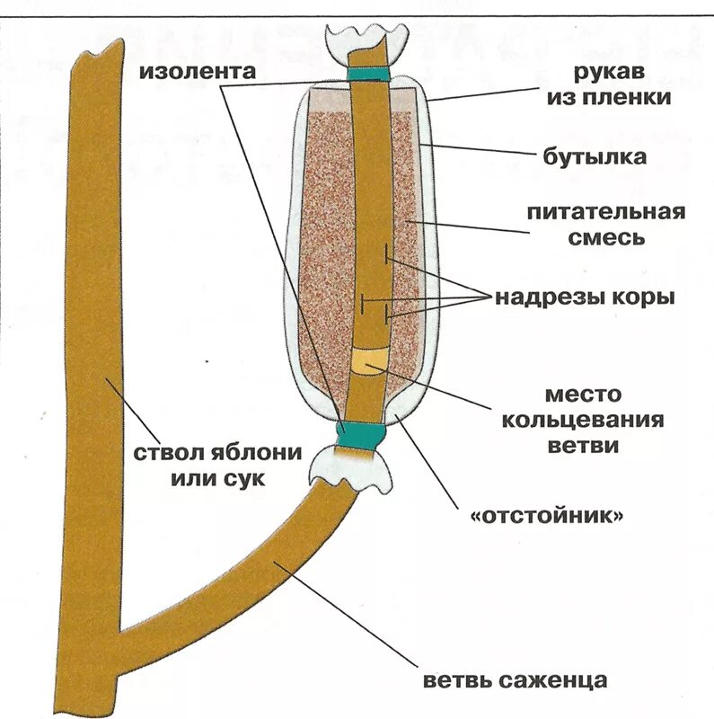 Размножение яблони воздушными отводками. Воздушные отводки размножение яблони. Размножение фруктовых деревьев воздушными отводками. Прививка воздушными отводками плодовых деревьев.