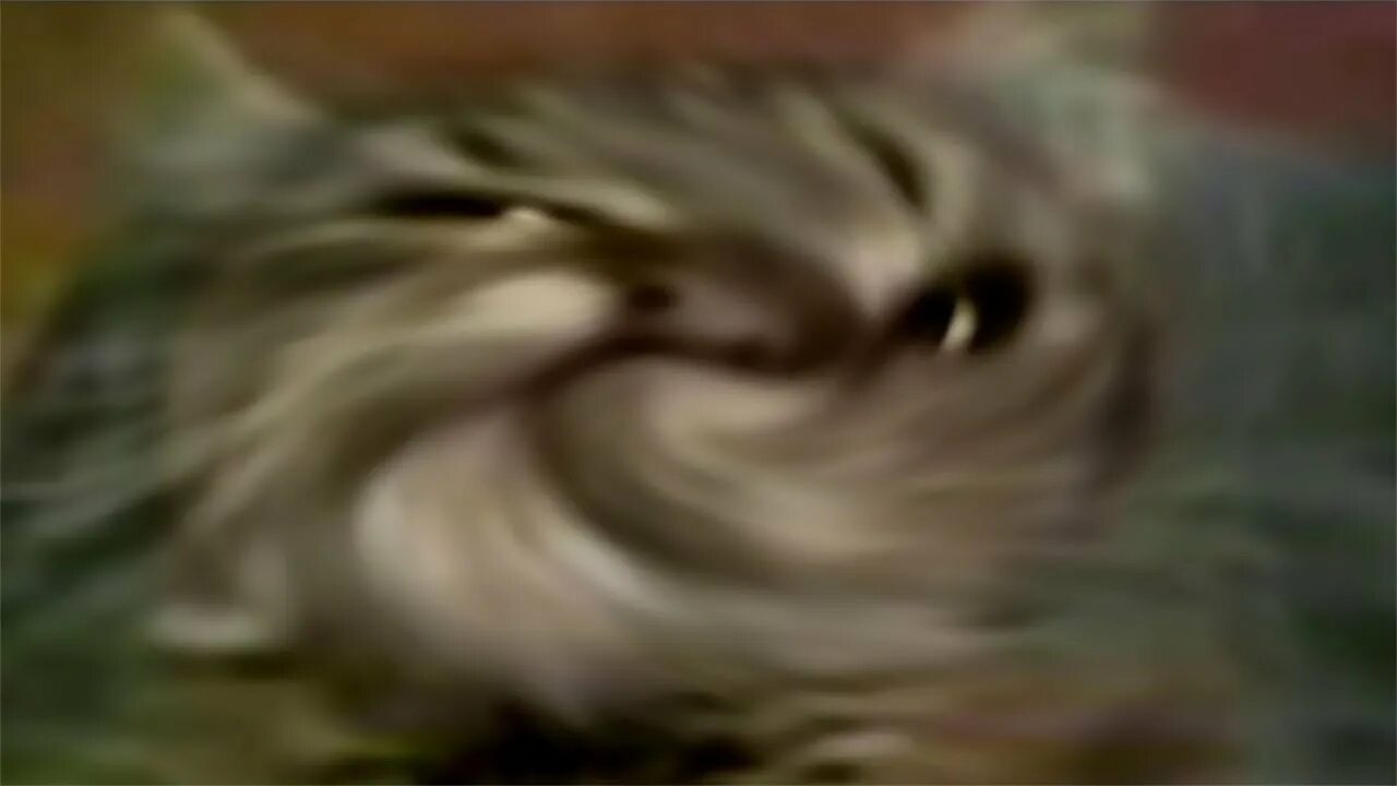 Кот мем из тик