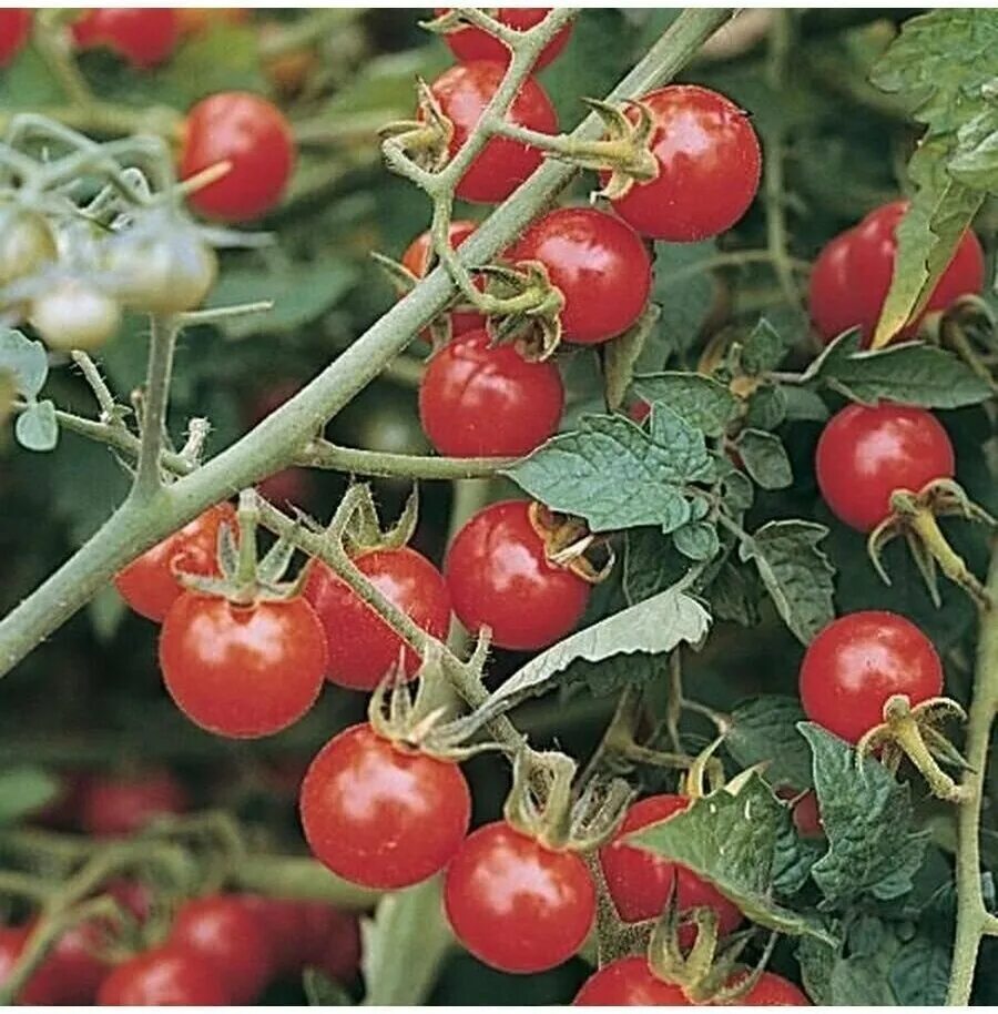 элегро томат. томат дикий lycopersicon pimpinellifolium. томат dwarf wild spudleaf. томат черри сердцевидный. свит пиа томат.