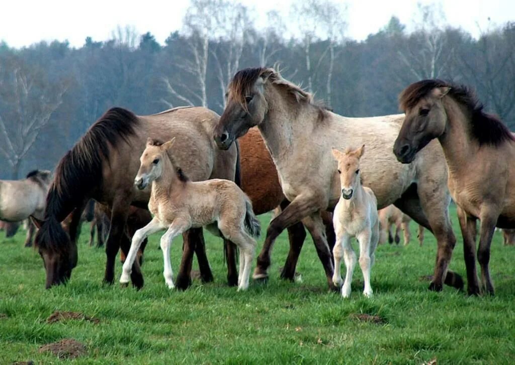 Horse family. Табун лошадей с жеребятами. Дикие лошади. Много лошадей. Табун лошадей.