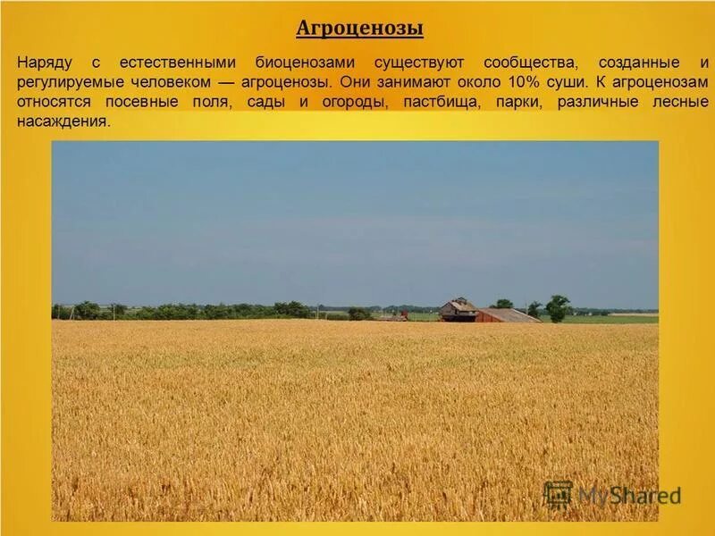 К агроценозам относятся