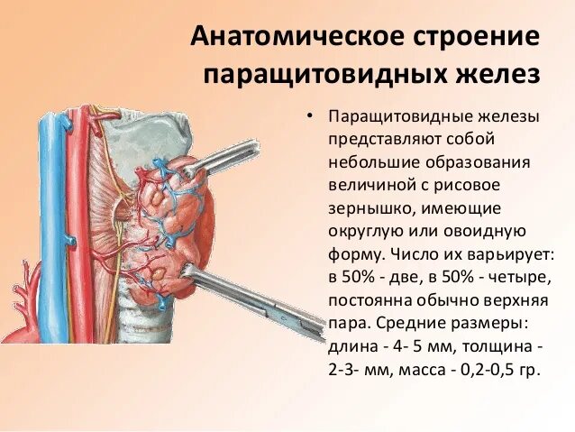 После железа. Паращитовидная железа органы мишени. Строение и функции паращитовидных желез. Анатомия и физиология паращитовидных желез. Анатомическое строение паращитовидной железы.