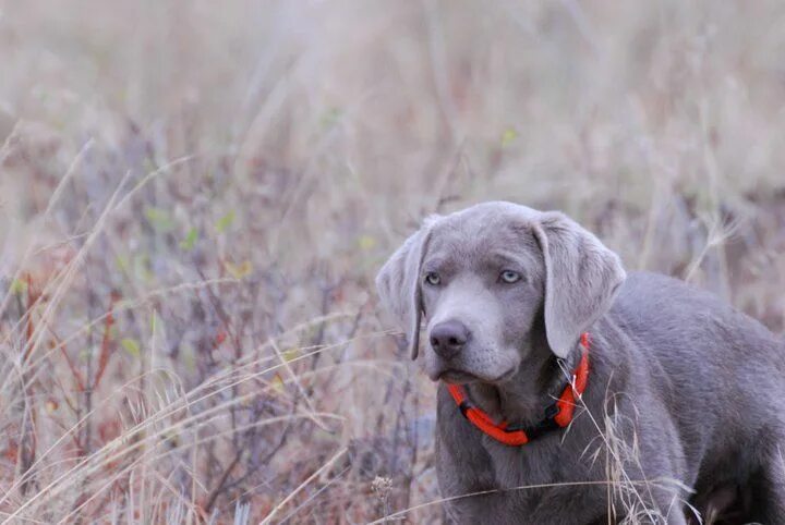 Silver lab