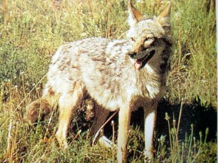 Корейский волк