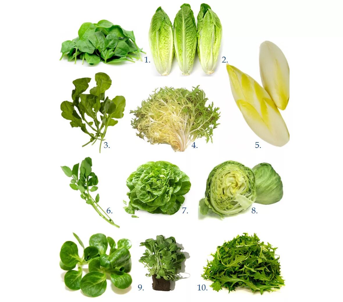 Green types. Зелень для салатов. Зелень для салатов названия. Виды салатов листовых. Салатные листья названия.