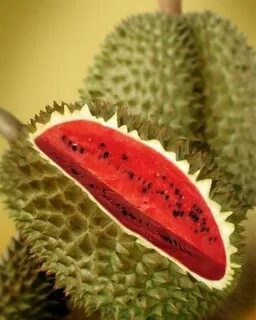 Нарисуй необычное культурное растение поля или сада