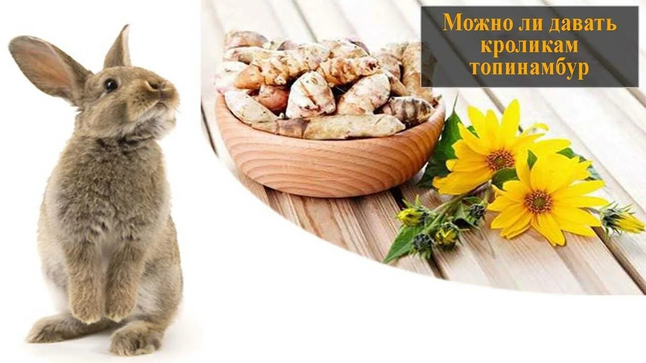Можно ли кроликам перловку. Топинамбур для кроликов. топинамбур можно ли кроликам давать. топинамбур для кроликов видео. кролик в листьях.