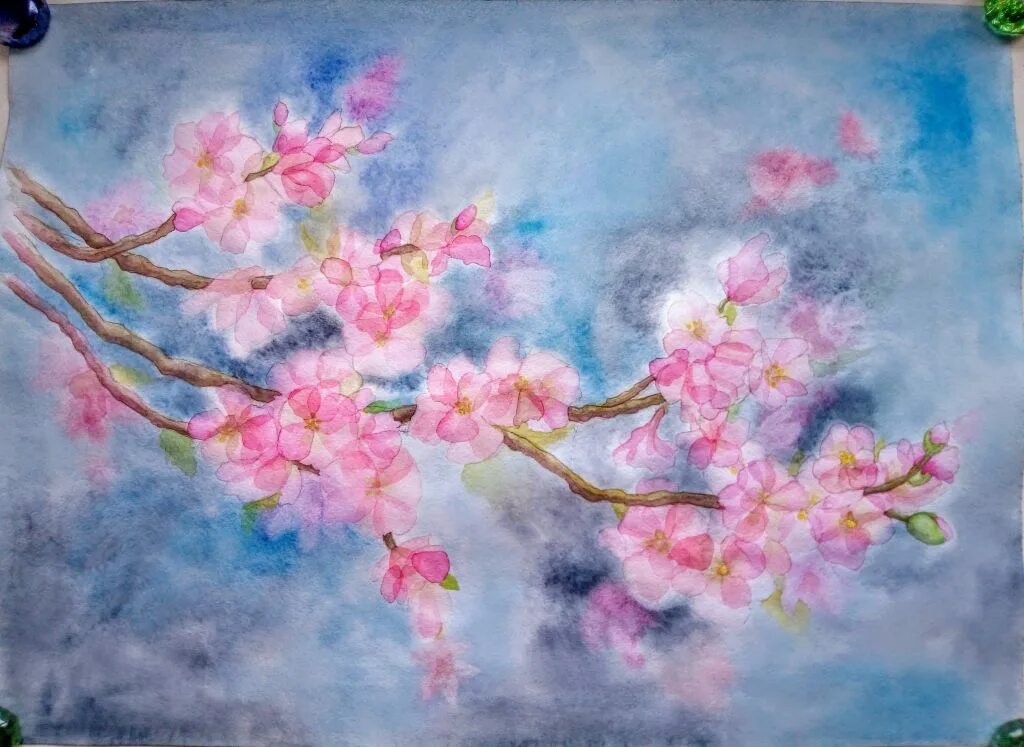 Изо сакура. Ветка Сакуры для рисования. Рисование ветки цветущей Сакуры". Сакура акварелью. Ветка Сакуры красками.