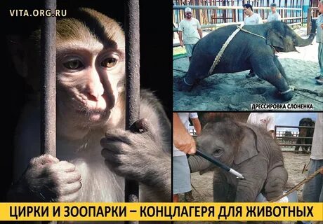 За и против зоопарков