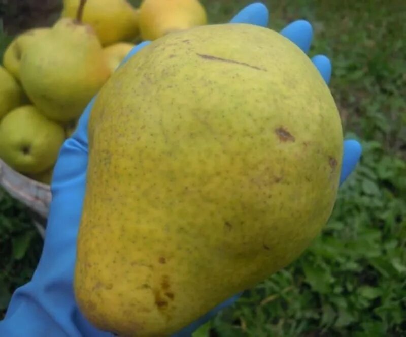 Груша крымская сорта фуджи. Груша бере клержо. Груша дюшес яковлева. Груша кюре (вильямс зимний). Груша плодовая кокинская.