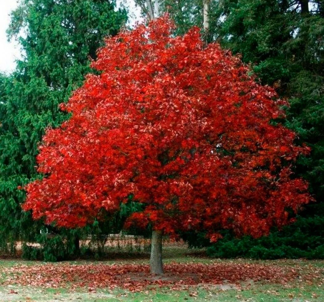 Дуб красный Quercus rubra. Дуб красный, Северный Quercus rubra. Дуб красный (Quercus rubra c3 60-100). Дуб красный (канадский, остролистный).