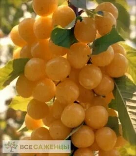 Колоновидные черешни сорта фото