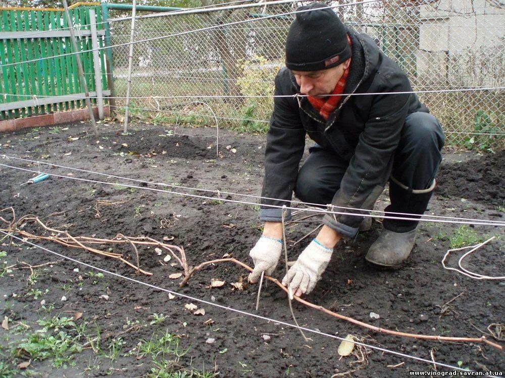 Как закрыть виноград на зиму в огороде. Пригибание лозы винограда к земле. пригибание винограда на зиму. укрытие винограда на зиму. подготовка лозы винограда к зиме.