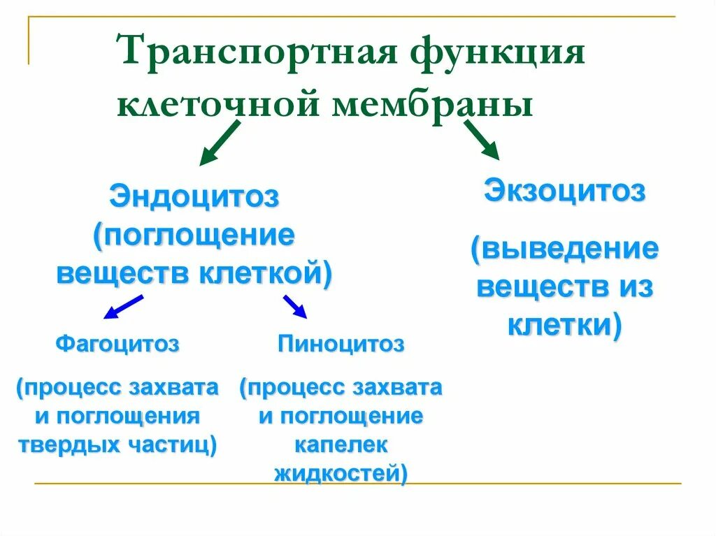 Транспортная функция мембраны. Транспортная функция мембраны клетки. Транспортная функция клетки. Транспортная функция клеточной мембраны.