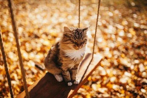 Осенний кот