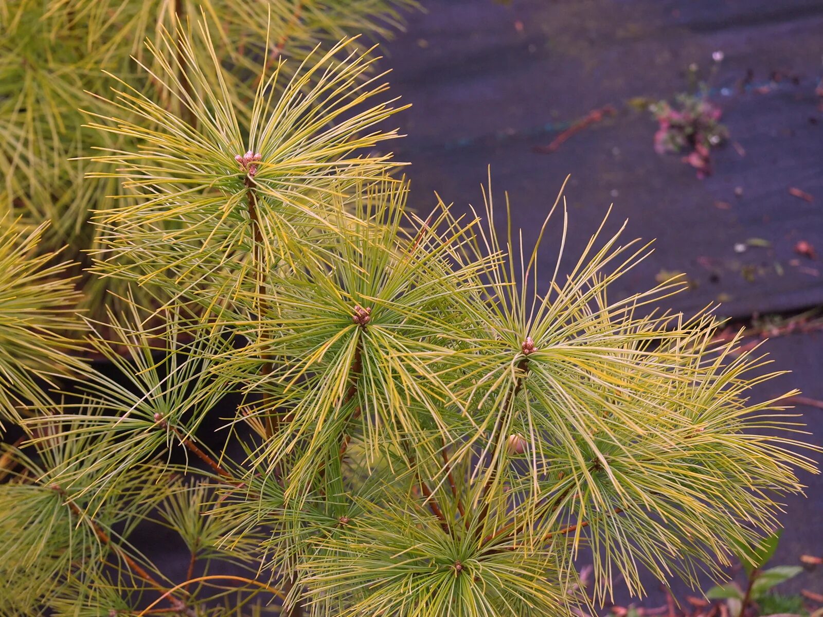 Pinus strobus. Pinus strobus nord star gold. pinus strobus baldwin. pinus strobus northway broom. pinus strobus &#039;bergman&#039;s mini&#039;.