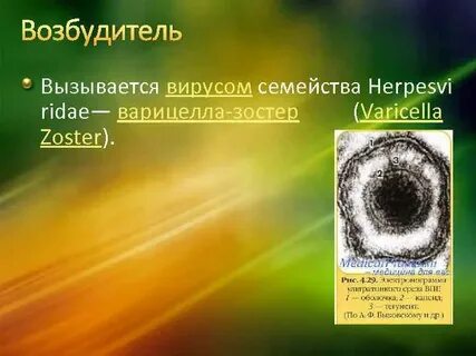 Возбудитель ветряной