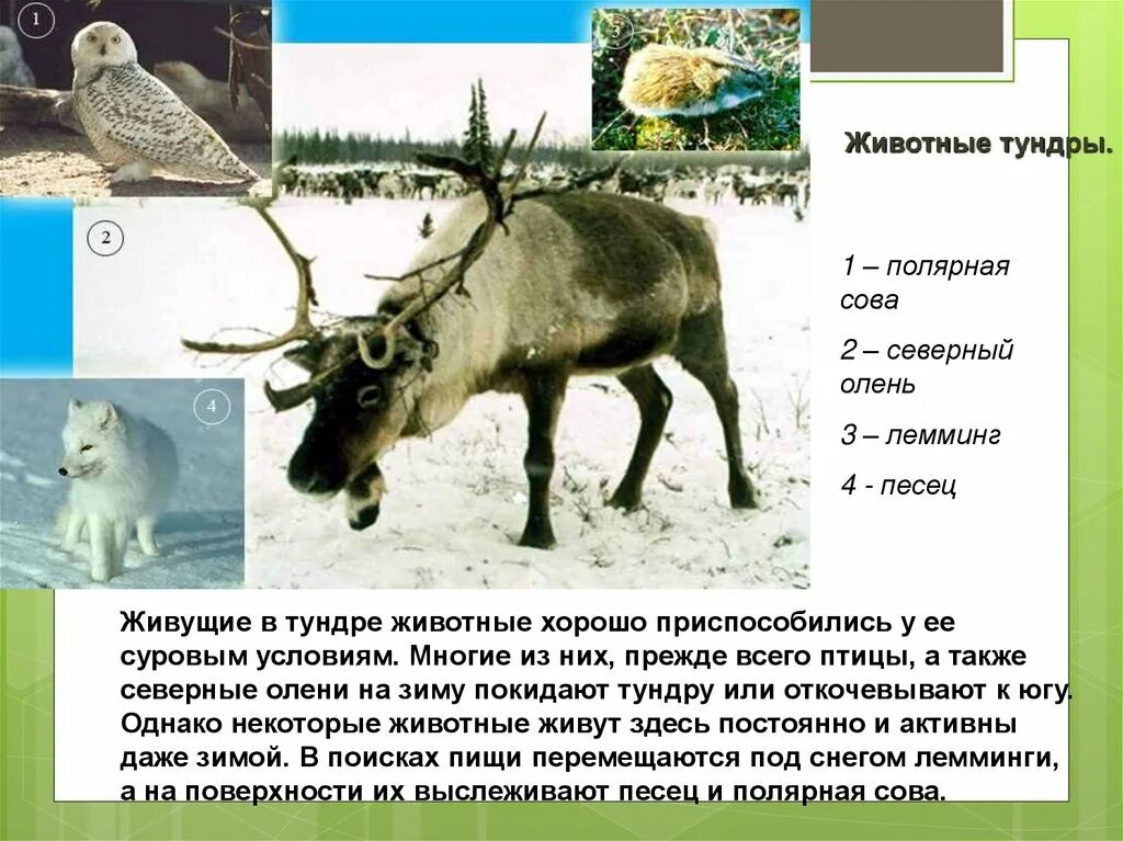 Тундра обитание животных. Тундра природная зона животные. обитатели природной зоны тундра. животные обитающие в тундре. типичные обитатели тундры.