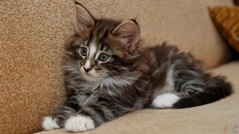 Норвежские лесные котята