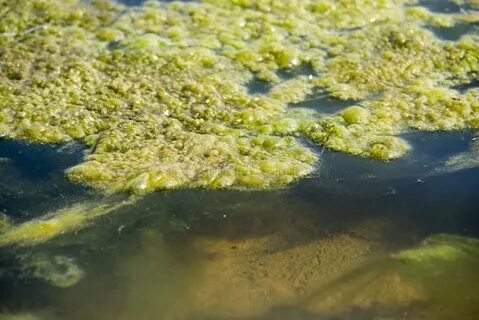 Водоросли всасывают воду