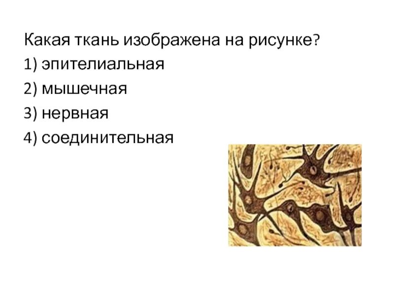 Ткань изображена на рисунке обладает. Какие ткани изображены на картинке. какая ткань изображена на рисунке. ткани эпителиальная соединительная мышечная нервная. какая ткань изображена на рисунк.