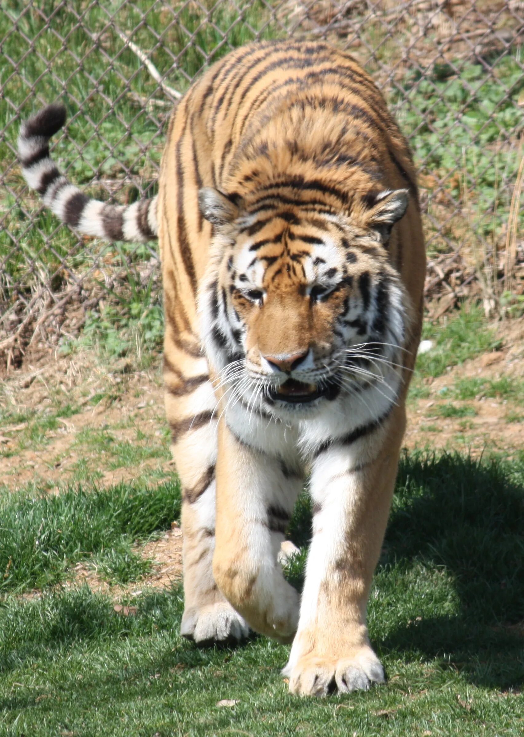 Тигр википедия. Тринильский тигр. panthera tigris. амурский тигр сидит. голодный тигр.