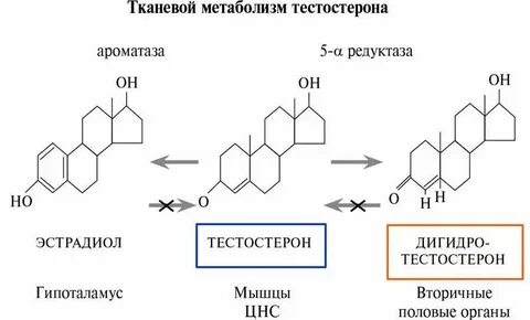 Тестостерон общий это