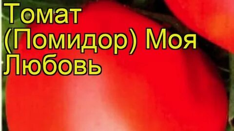 Томат моя любовь