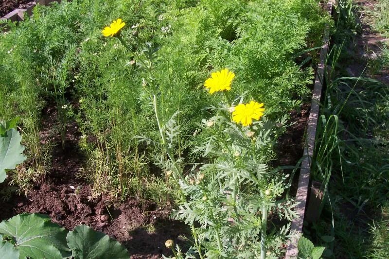 Chrysanthemum coronarium. Хризантему-сюнгику. Хризантема овощная мираж. Хризантема съедобная шису. Хризантема овощная кикубари семко.