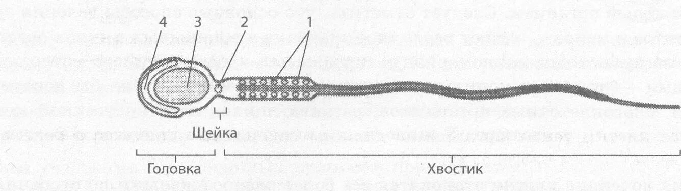 Рисунок мужской половой клетки. Строение сперматозоида без подписей. Схема строения сперматозоида. Строение ядра сперматозоида. Строение сперматозоида рисунок.