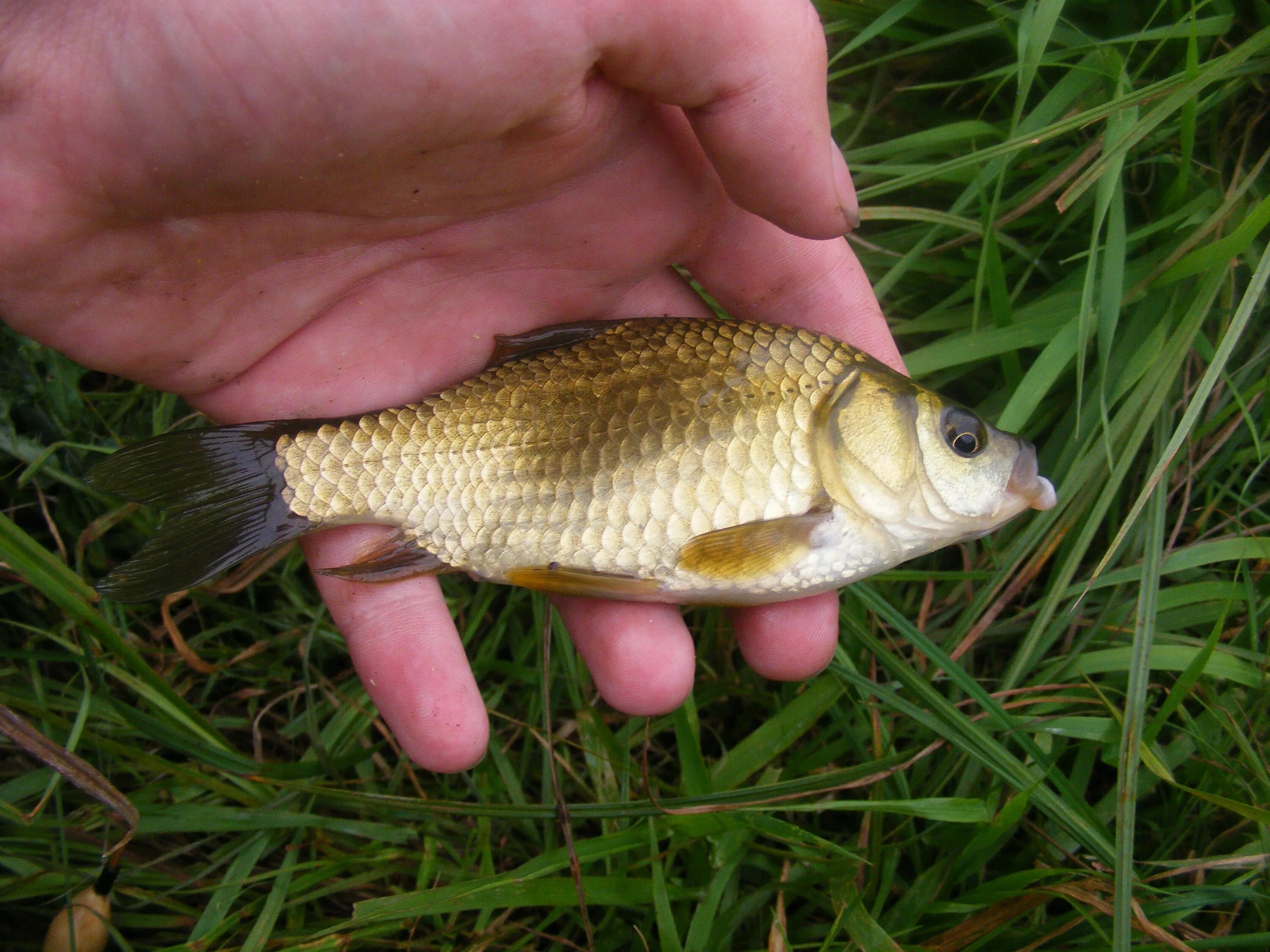 Карась золотой Carassius Carassius. Carassius auratus серебряный карась. Серебряный карась (Carassius gibelio). Золотой карась живец. Живая рыба карась