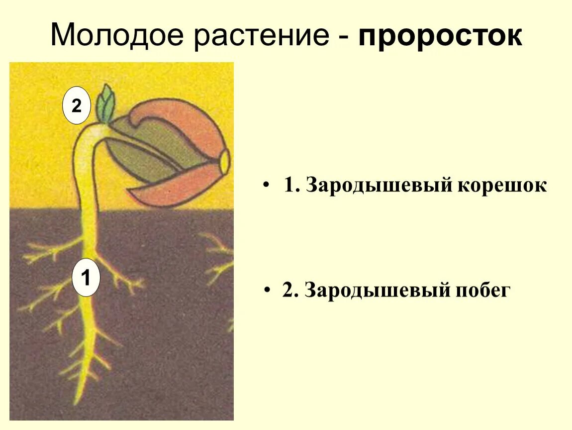 Первым из семени появляется. Строение проростка фасоли. Зародышевый корешок. Строение проростка. Строение проростка растения.