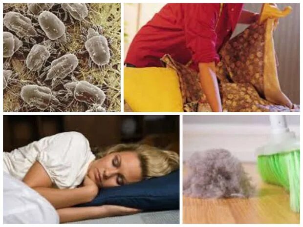 Аллергены клещей домашней пыли. Пылевые клещи. Клещи пылевые домашние. Бытовые аллергены.
