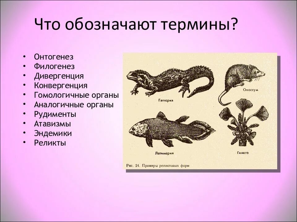 Гомологичные и аналогичные органы конвергенция дивергенция. Переходные формы латимерия. латимерия переходная форма. аналогичные и гомологичные органы дивергенция и конвергенция. латимерия переходная форма между рыбами и земноводными.